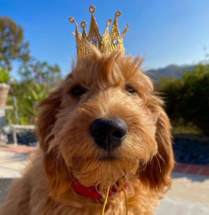 Lisa Kudrow “Wants To Adopt Matthew Perry's Dog” As She Shares Sad Theory Behind His Death Lisa Kudrow “Wants To Adopt Matthew Perry's Dog” As She Shares Sad Theory Behind His Death