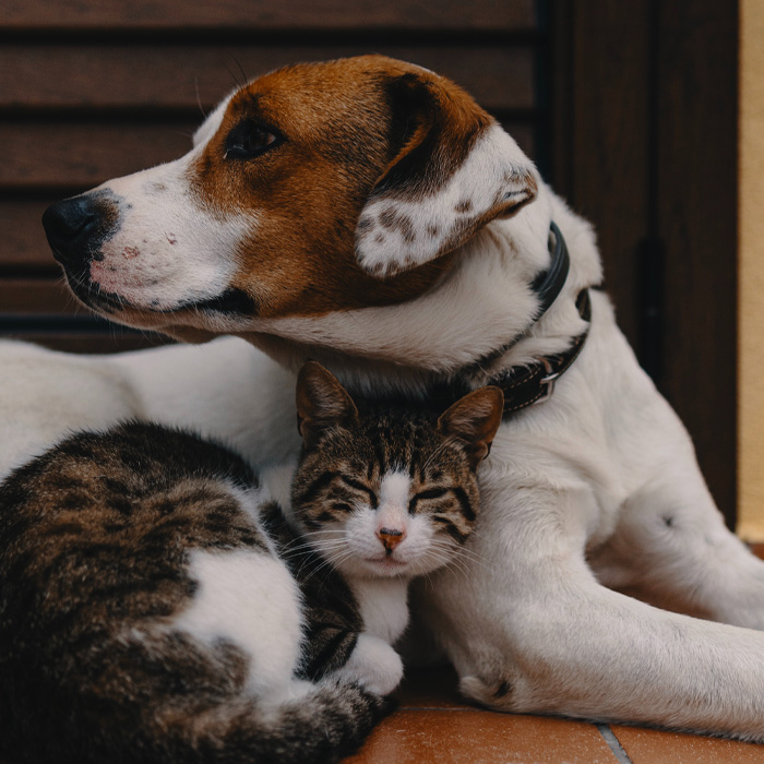Dog and cat cuddling 