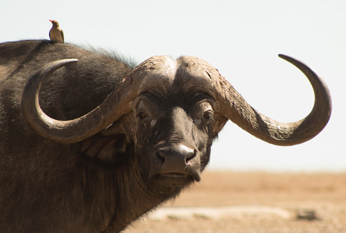 A buffalo standing in a field with a bird on its' back