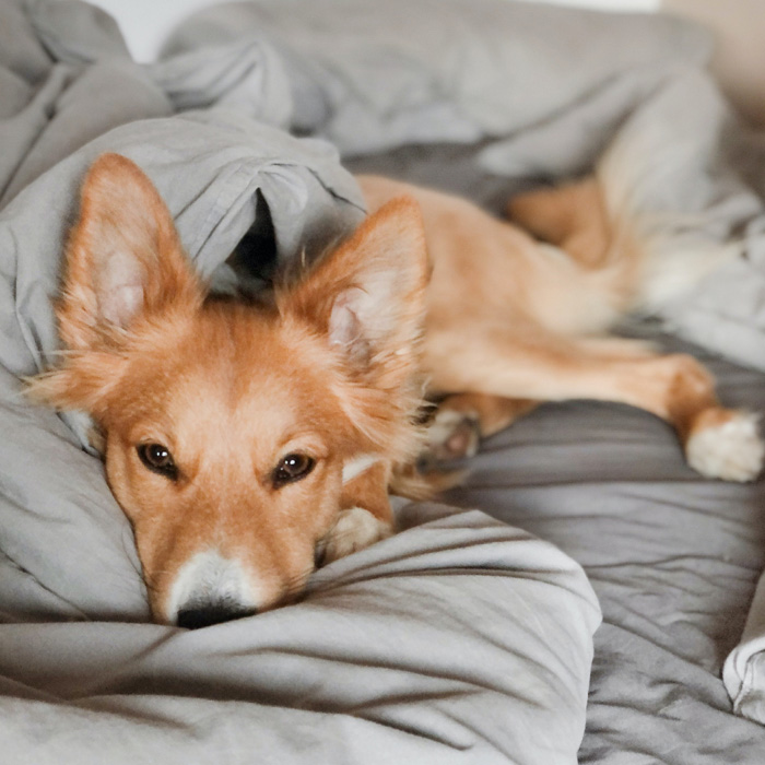 A dog lying on the bed with grey bed sheets 
