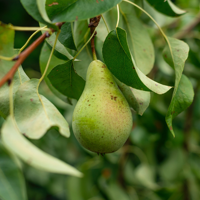 A pear hanging on a tree 