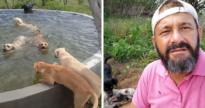 This Man Rescues Dogs In His Area And Decided To Build A Pool For The 27 He Has In His Care