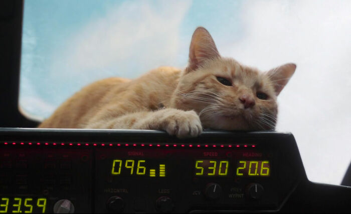 Captain Marvel cat Goose