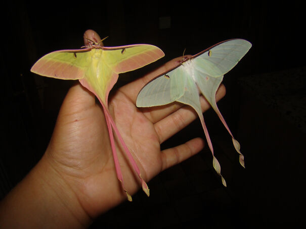 moon-moth-653a8fa1e1c35.jpg