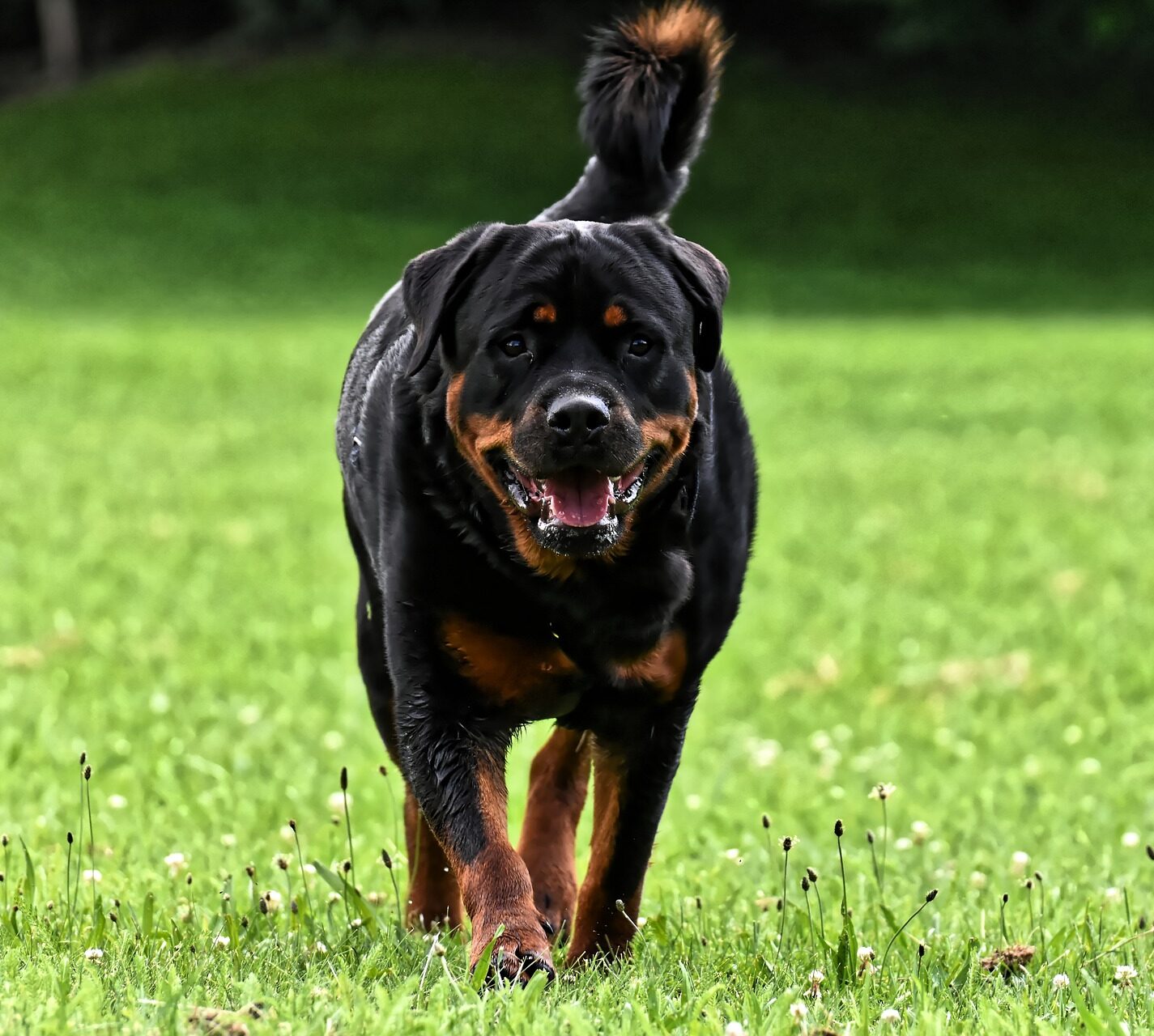 Black Rottweiler walking in the field of grass