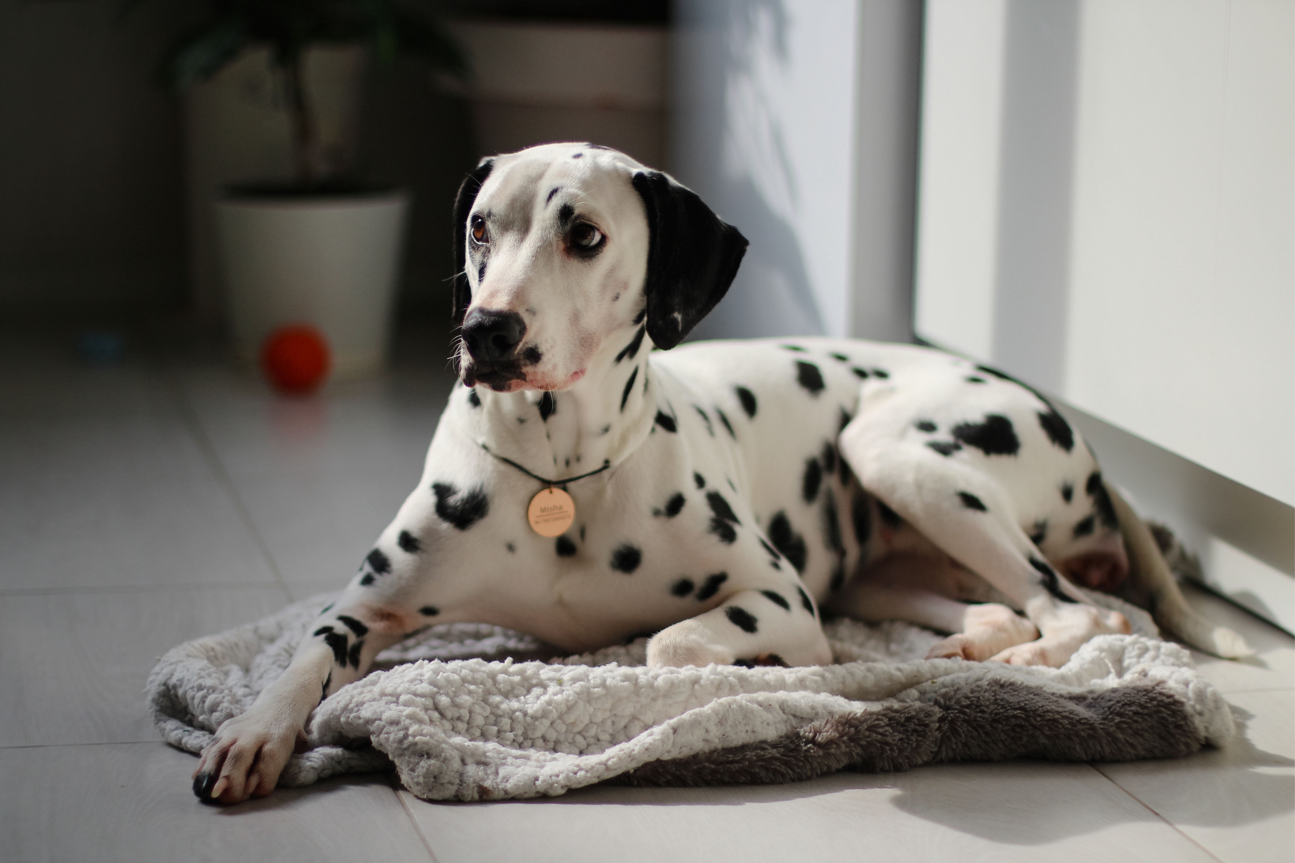 White Dalmatian looking and lying on the ground