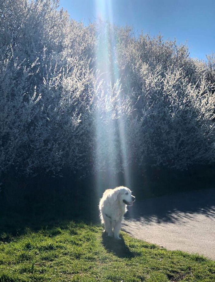 Dog Illuminated By A Glare Of Sunlight