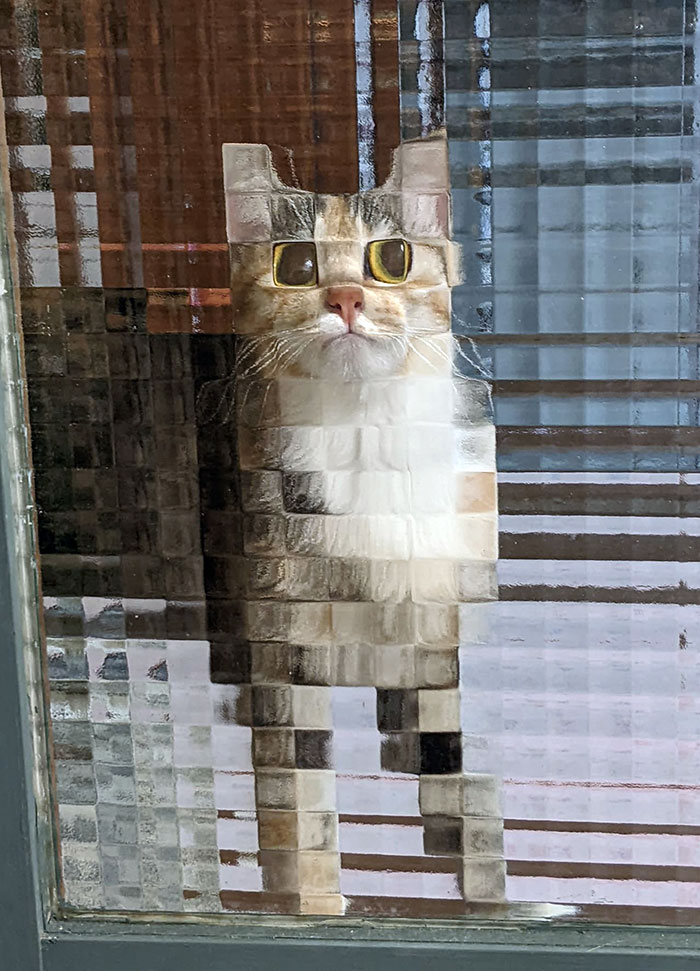 My Cat Looks Pixelated Because Of The Window