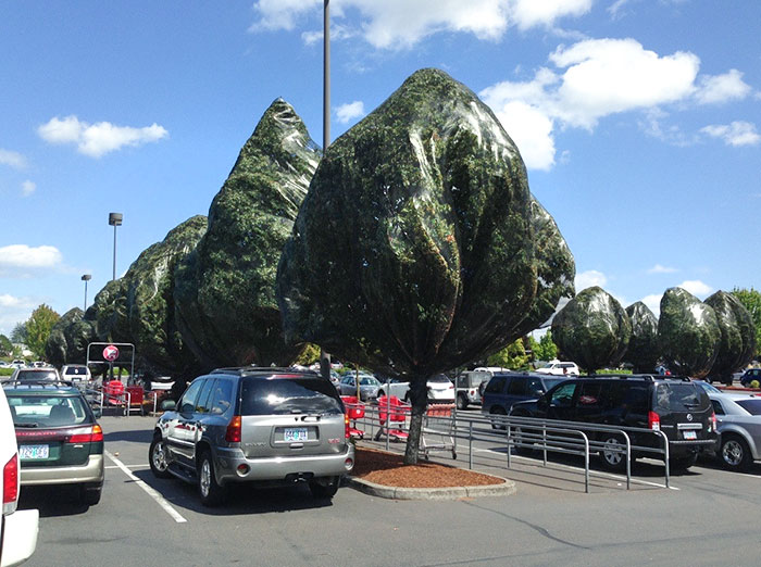 Sizable Glitch In The Matrix This Afternoon, Which Caused Trees To Only Be Partially Rendered