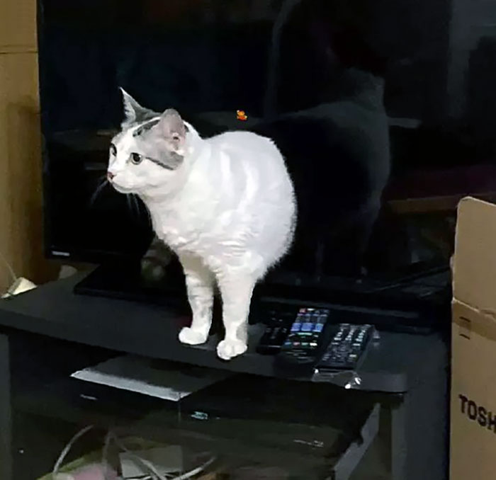 Gato emergiendo de la tele