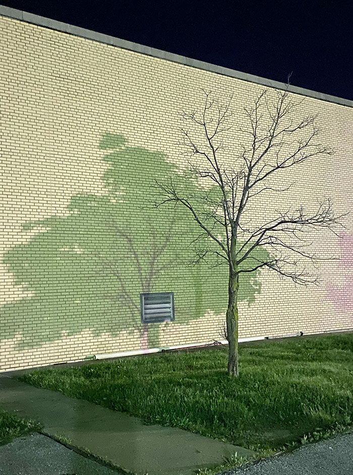 Sombra de 2 árboles distintos en el aparcamiento