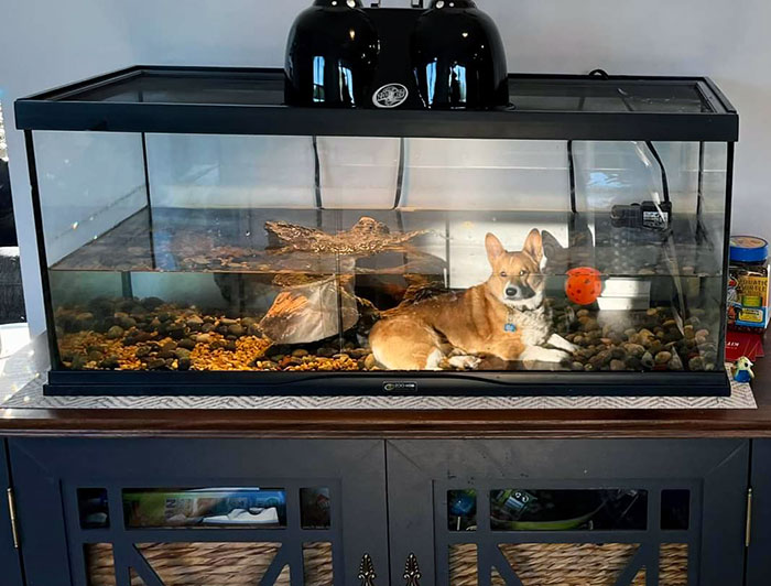 Small Corgi In A Fish Tank