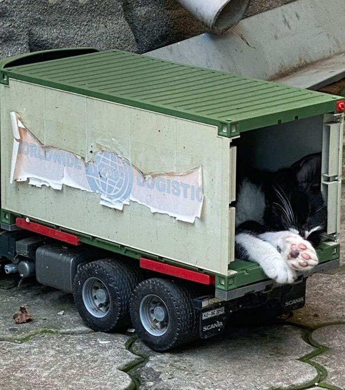 Gatito durmiendo en un camión de juguete