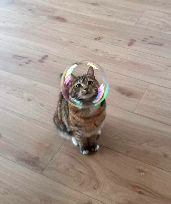 Bubbly Cat
