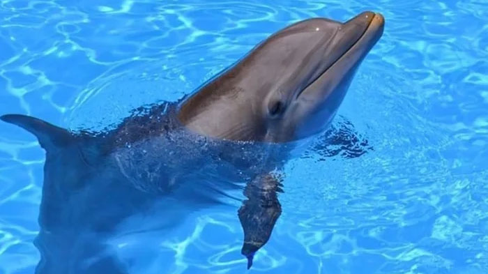 35 Interesting And Weird Animal Facts Not Too Many People Know