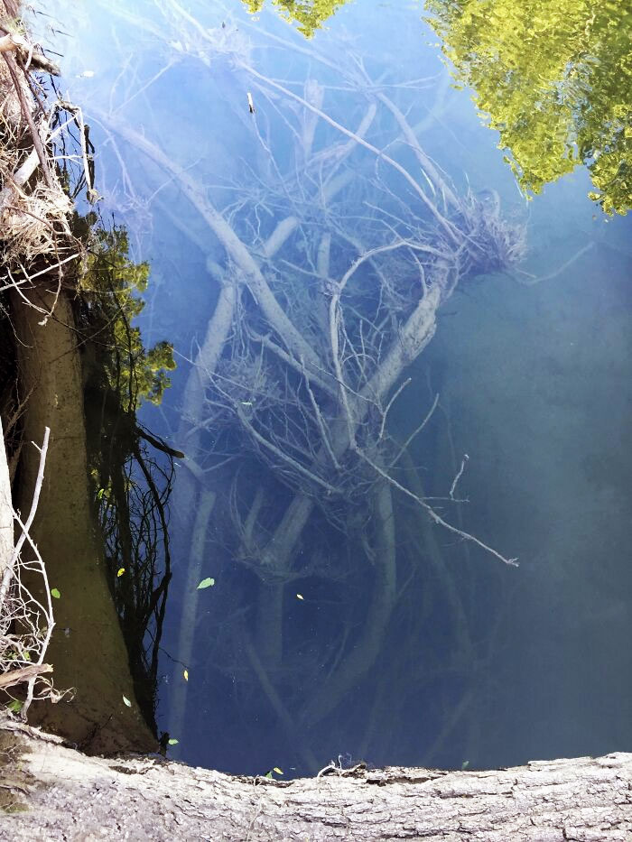 Saw These Underwater Trees While Hiking, This Kind Of Stuff Freaks Me Out