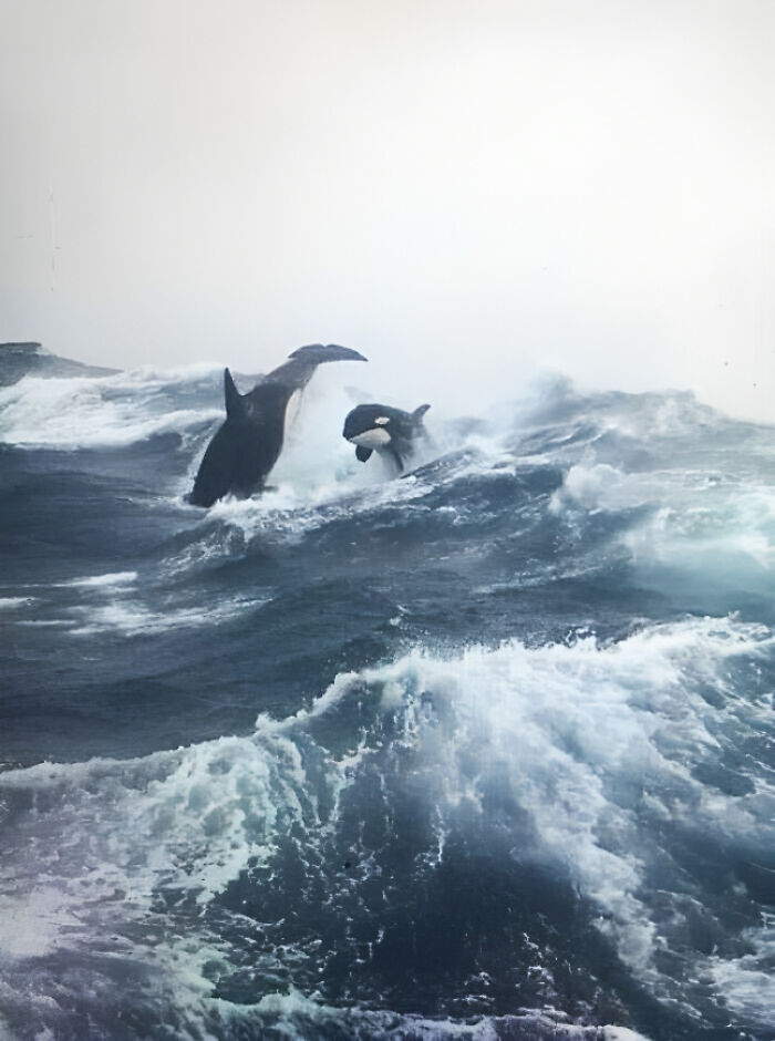 Orcas Breaching In Rough Seas, Photo Taken From A Sword Fishing Boat Off The Coast Of Nova Scotia