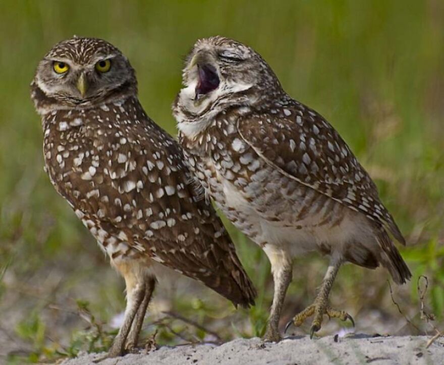 I Collect Pictures Of Funny Owls And These Are My Favorites