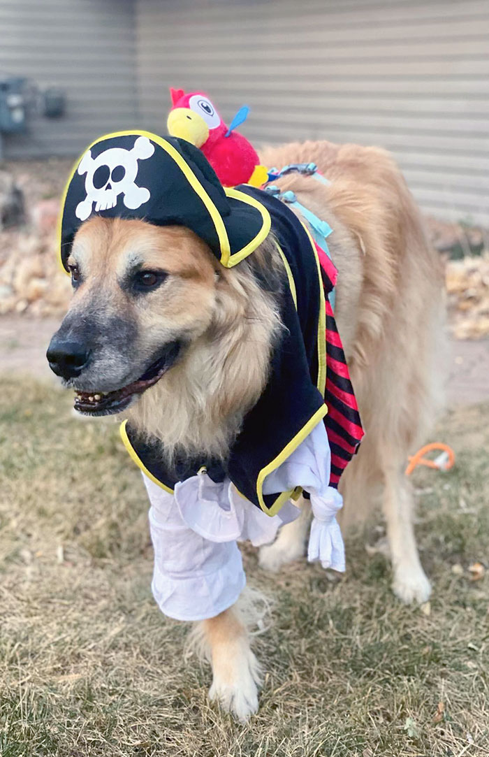 My Dog Fought Off Cancer A Month Ago And Lost A Leg Because Of It. I Thought A Pirate Would Be Fitting For Halloween This Year. He’s Been A Champ Through It All, Including This