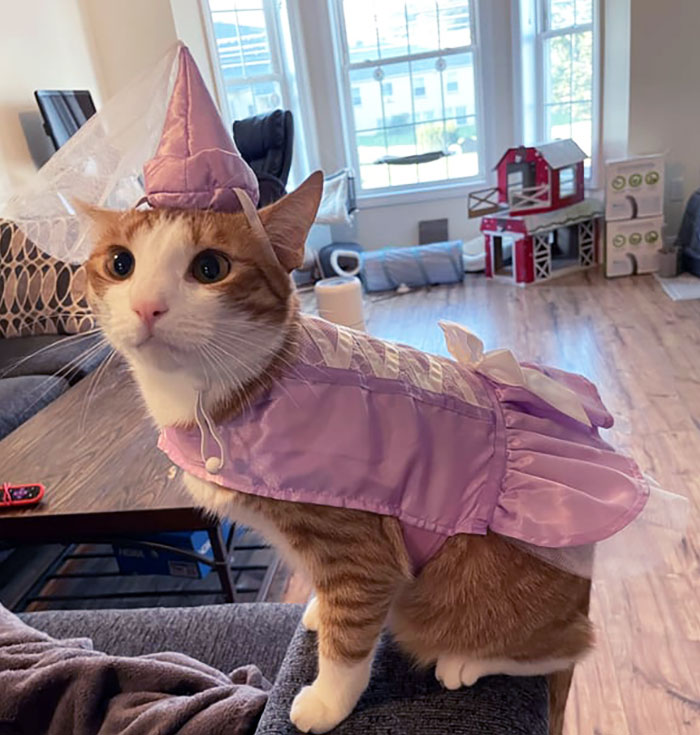 Show Me Your Cats In Their Costumes