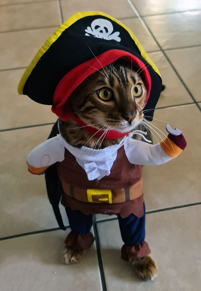 Cat-Pirate Halloween Costume