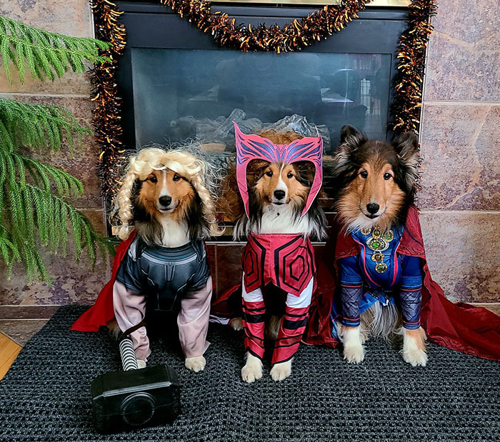 My Mom's Shelties. Thor, Scarlet Witch And Dr. Strange