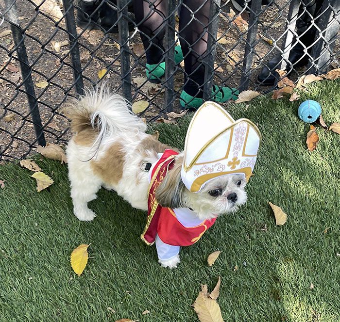 Pope Mochi At NYC Halloween Dog Festival