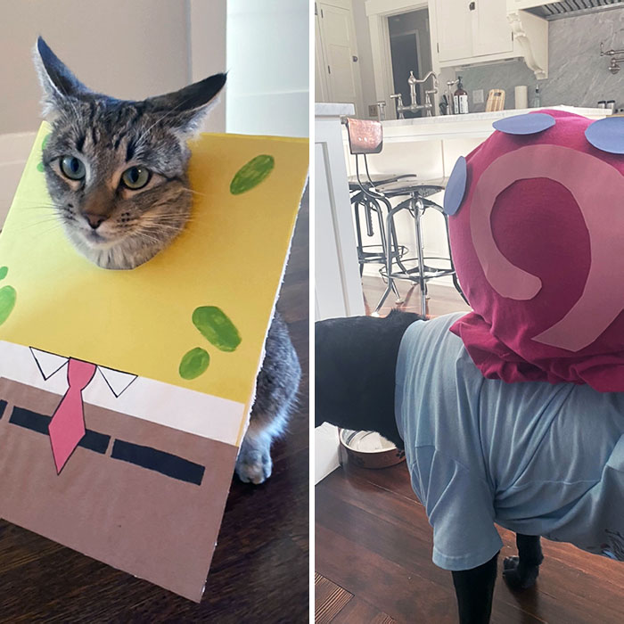 My Pets' Costumes For Halloween