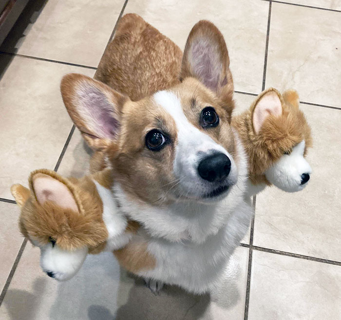 Our Pup's Halloween Costume - Corgberus