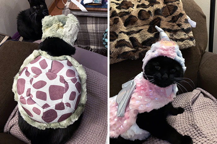 My Mom's Taking Care Of My Cats While I’m Away For College. Today I Learned She Bought Them Halloween Costumes