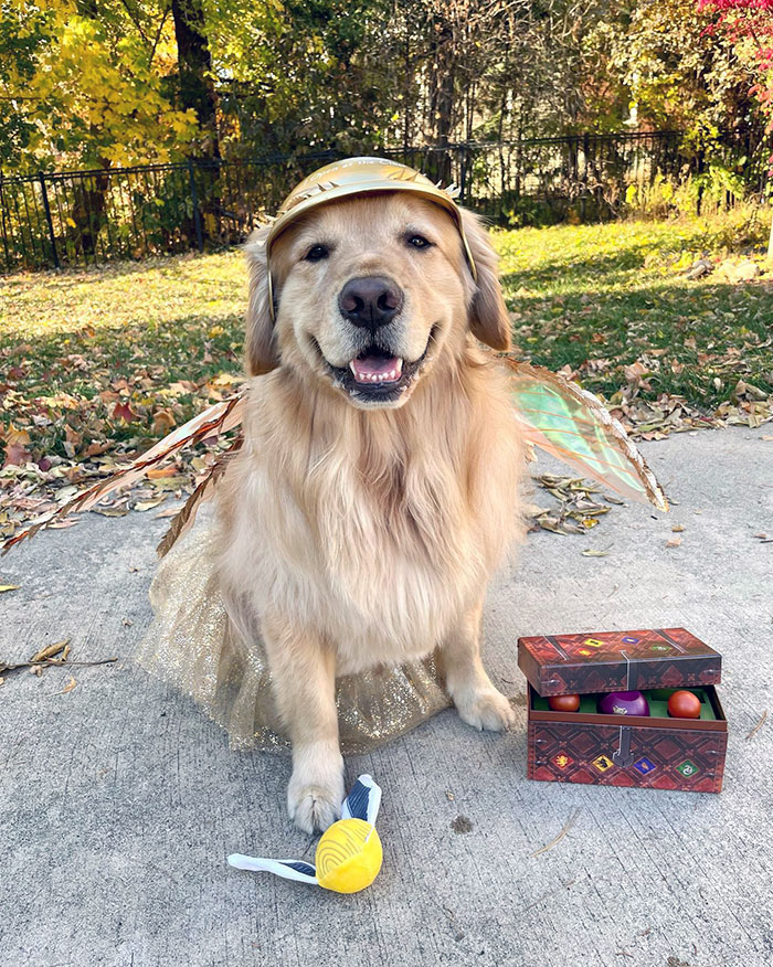 Happy Halloween From Mulligan The Golden Snitch