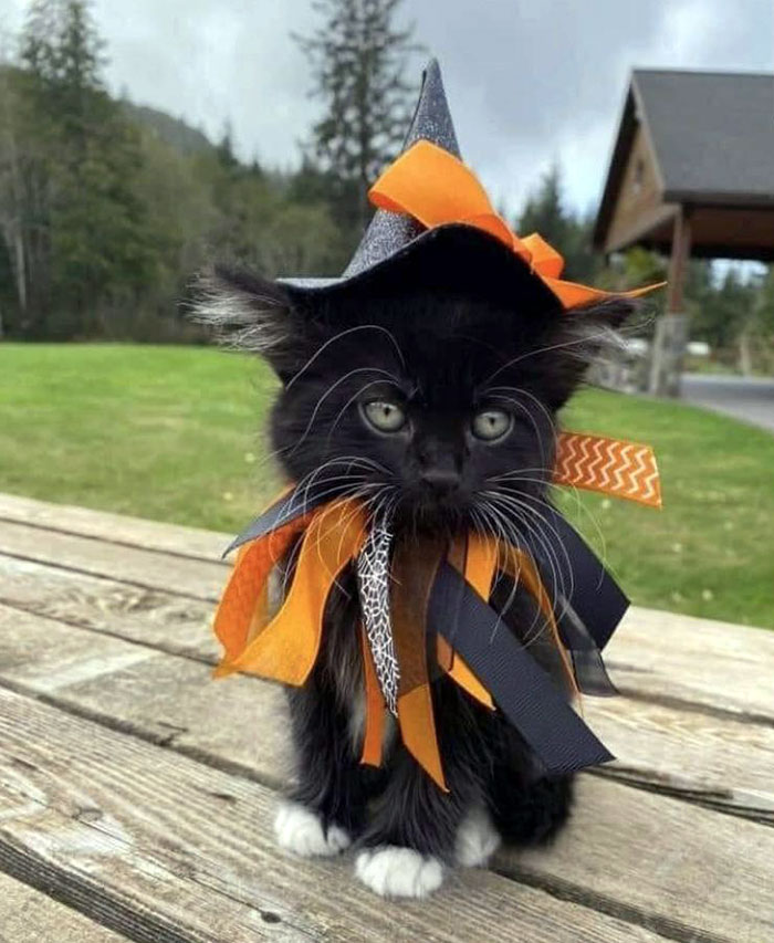 Ready For Halloween
