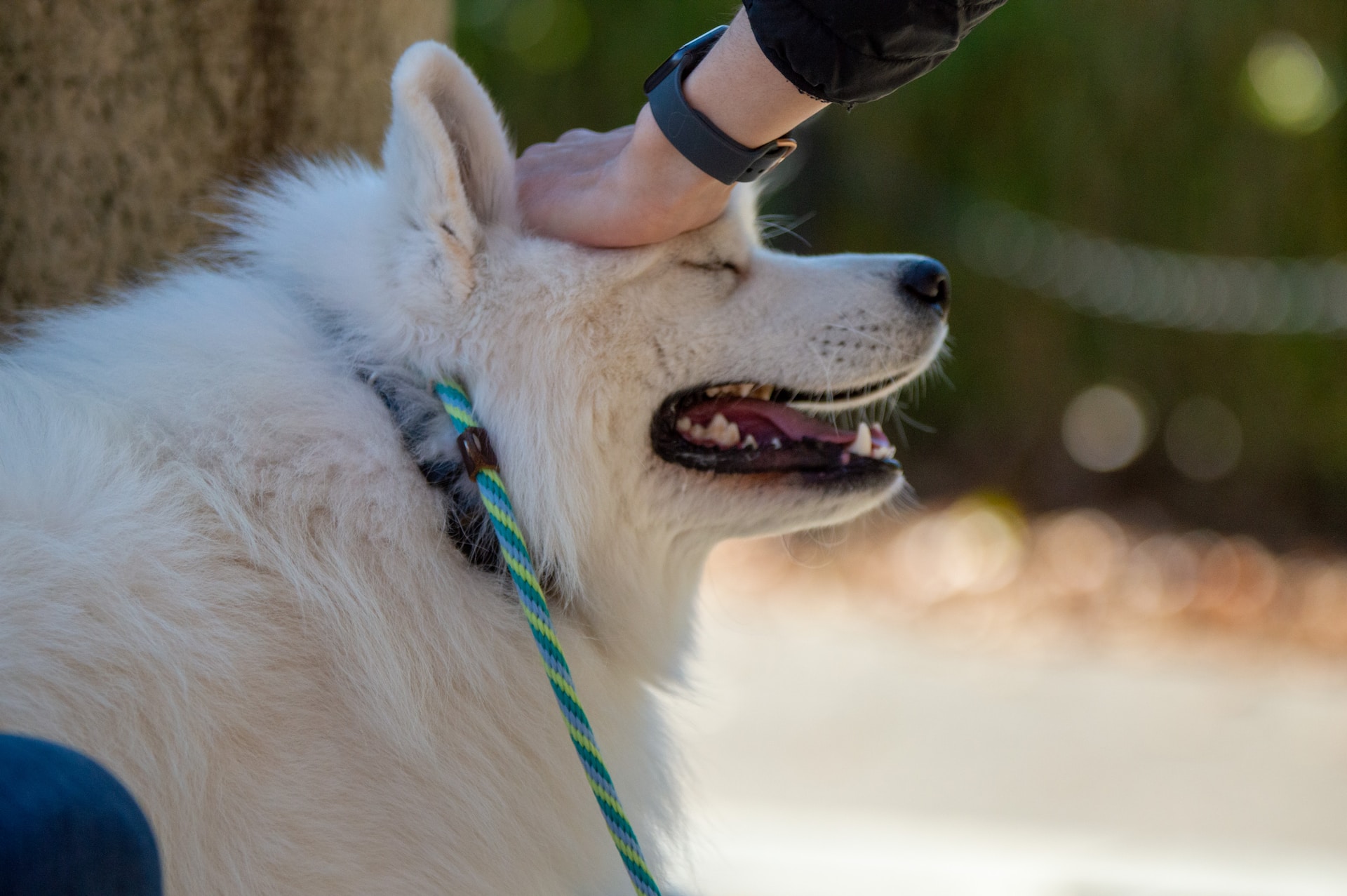 a person touches a dog's head a person touches a dog's head