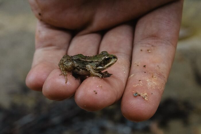 A Small Frog in persons hands 