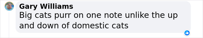 "A Great Surprise": Scientists Stunned After Discovering How Cats Purr "A Great Surprise": Scientists Stunned After Discovering How Cats Purr