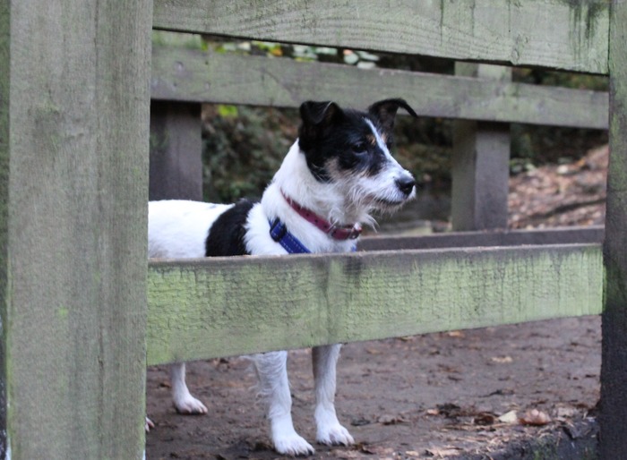 Dog standing under wooden fence, exploring outdoors. Dog standing under wooden fence, exploring outdoors.