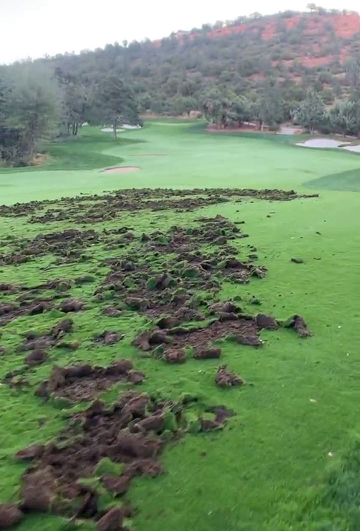 Javelinas Have No Mercy On A Golf Course In Arizona And Folks Online Are Cheering Them On