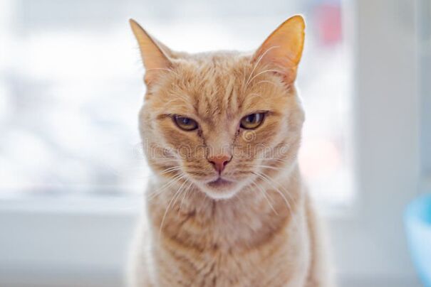 portrait-displeased-cat-close-up-ginger-looking-camera-concept-love-pets-169528131.jpg