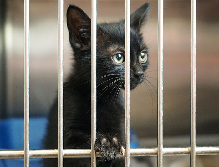 “I Thwarted This Attempt”: Woman Calls Shelter To Stop Ex-Friend From Adopting Kitten