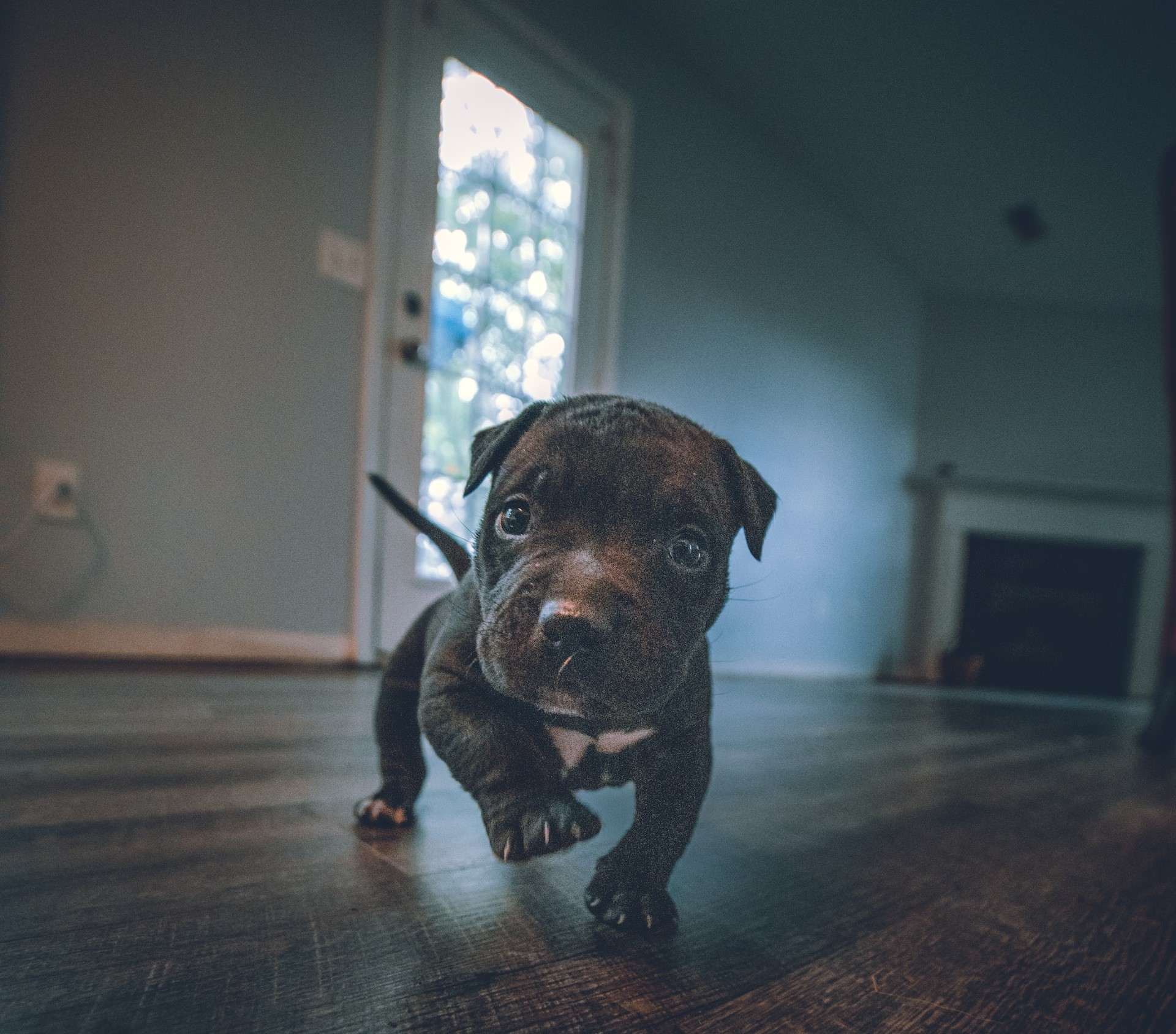 young puppy on the floor