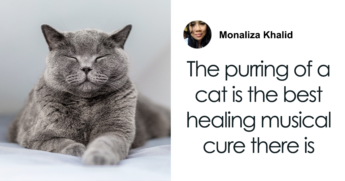 Purrs Versus Roars: The Secret Reason Why Cats Who Purr Can Never