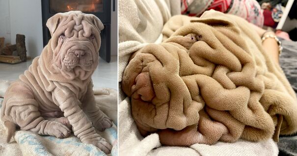 shar-pei-652e7259dac67.jpg