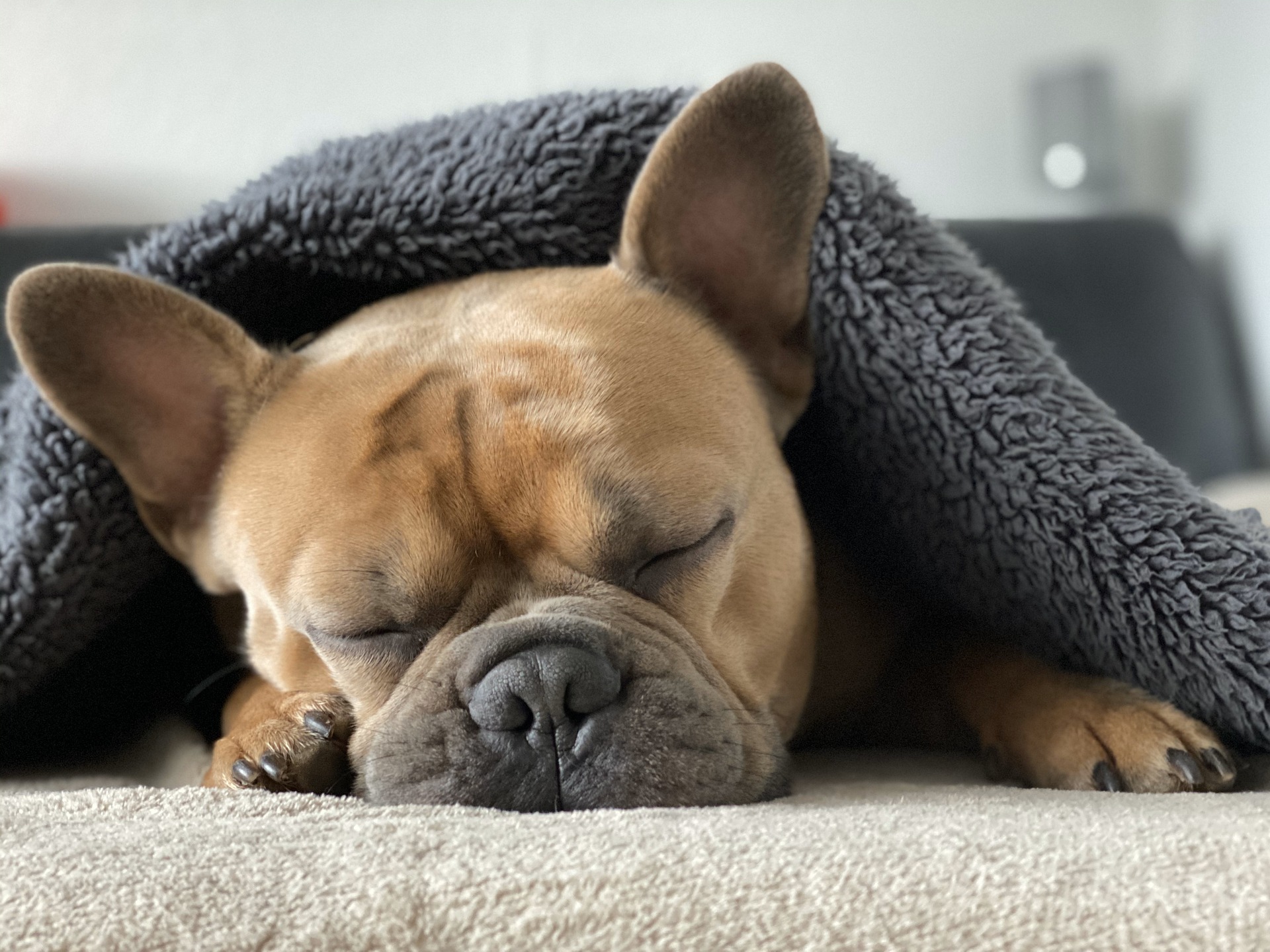 Sleeping dog snuggled under a gray blanket, illustrating sleep startle reflex in dogs. Sleeping dog snuggled under a gray blanket, illustrating sleep startle reflex in dogs.