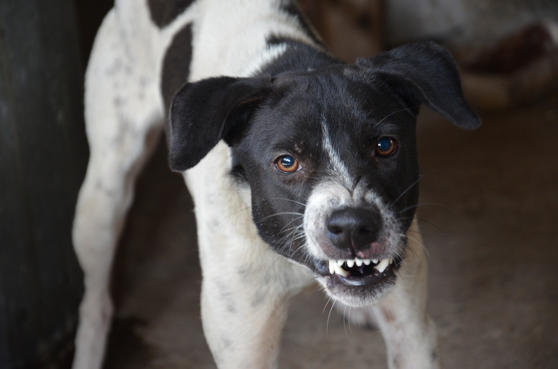 Dog displaying aggression with bared teeth due to sleep startle reflex. Dog displaying aggression with bared teeth due to sleep startle reflex.