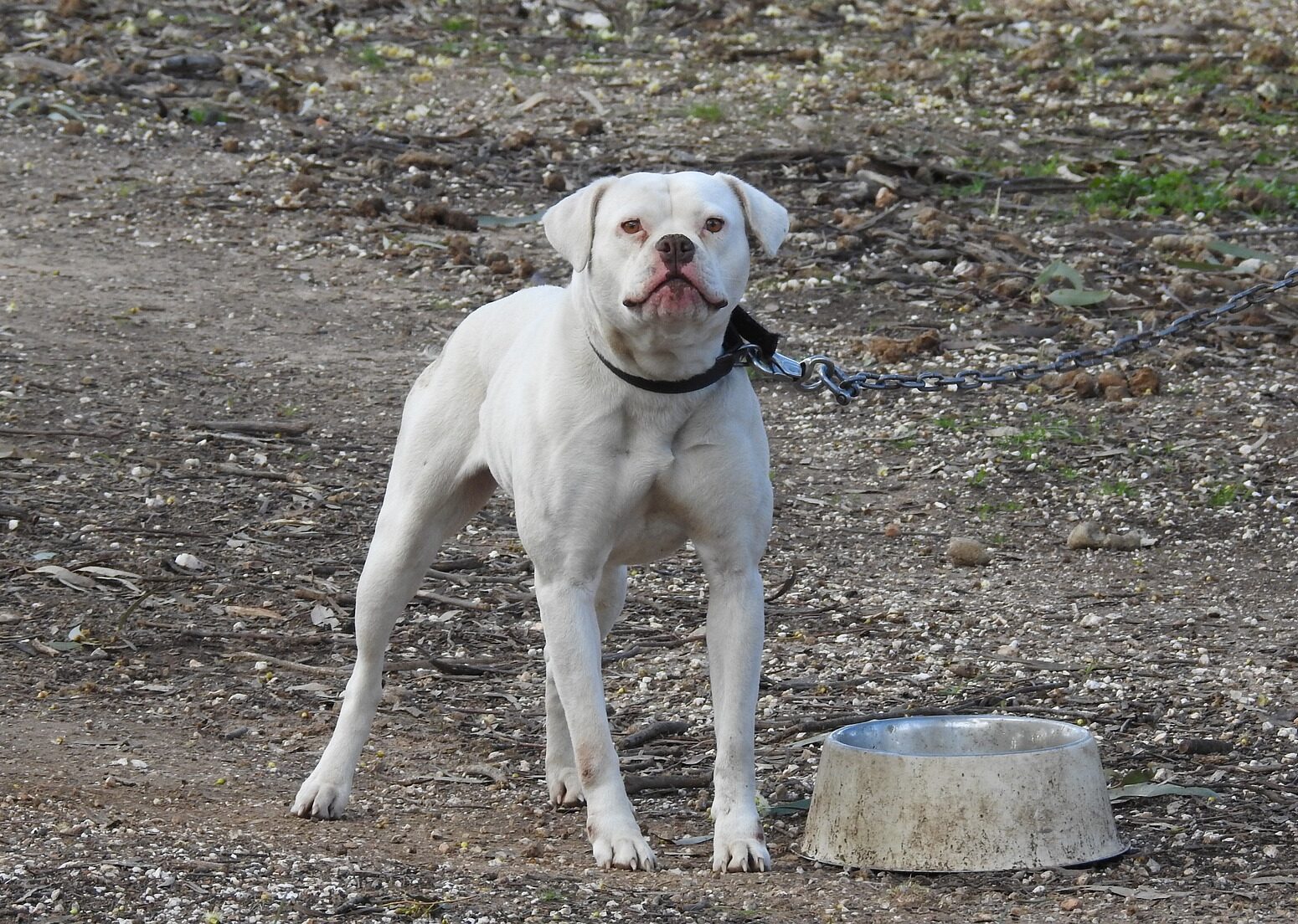 White dog on a leash beside a metal bowl, illustrating sleep startle reflex in dogs. White dog on a leash beside a metal bowl, illustrating sleep startle reflex in dogs.