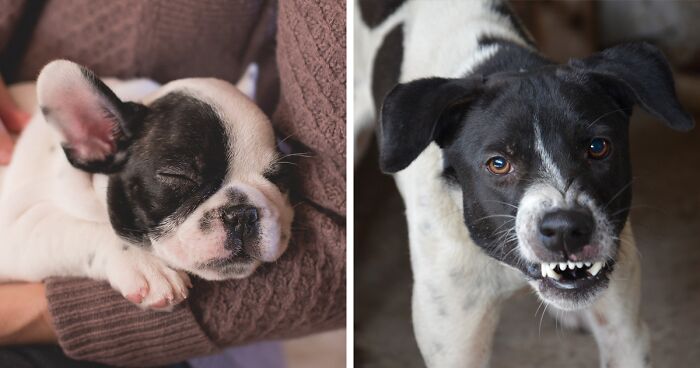 Sleep Startle Reflex in Dogs: Tips for Managing Wake Aggression