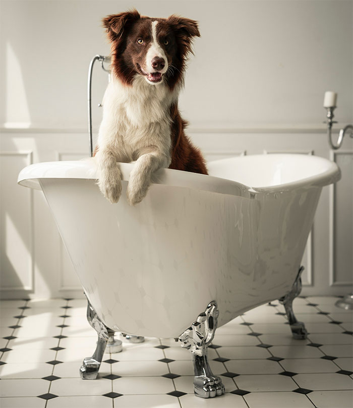 A furry dog in a clawfoot bathtub