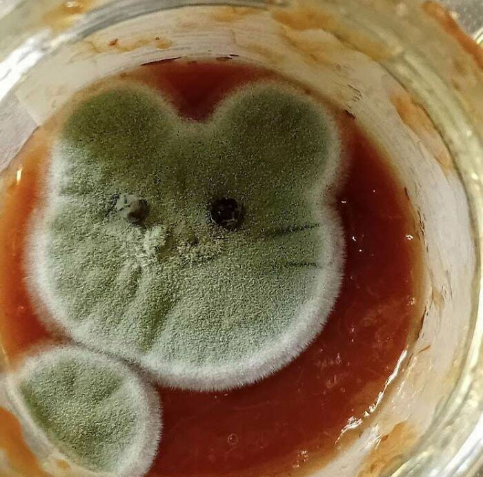 The Mold In My Marmalade This Morning