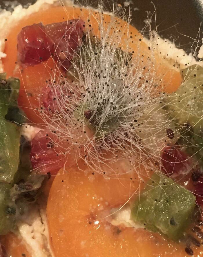 The Nifty Kiwi Seed Like Mold Growing From Some Kiwi 🥝