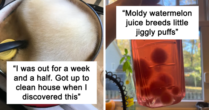 35 Curious Pictures That Can Only Be Described As ‘Moldly Interesting’